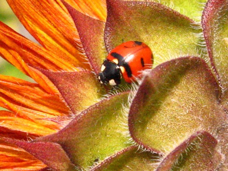 Free stock image of ladybug created by Pixabay