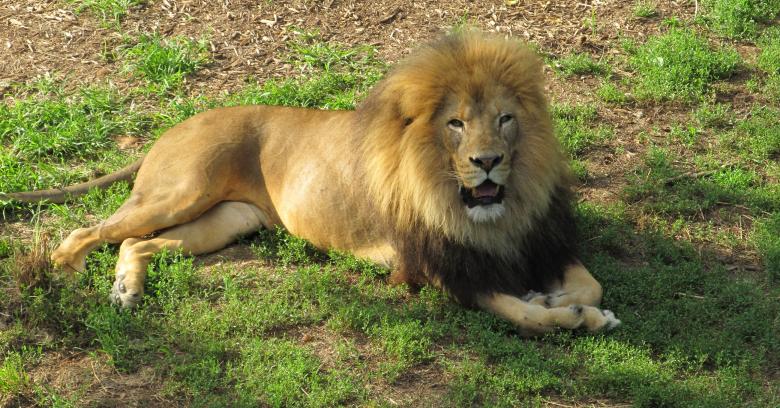 Free stock image of King of the Jungle created by Pixabay