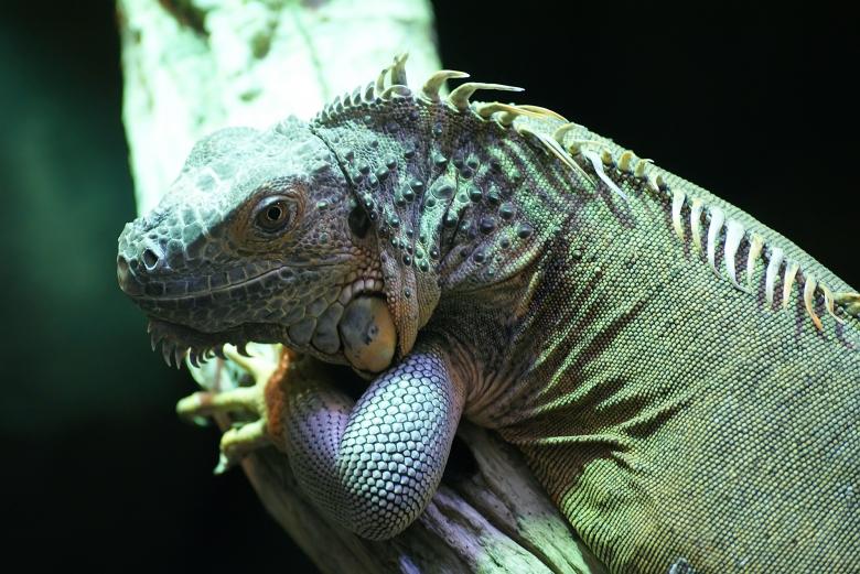 Free stock image of Wild Iguana created by Pixabay