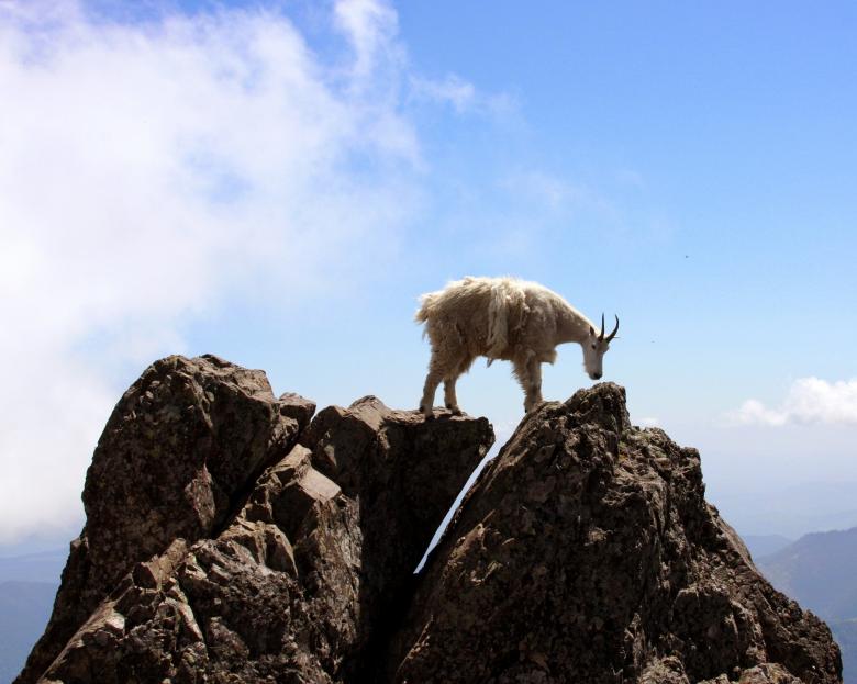 Free stock image of Mountain Goat created by Pixabay