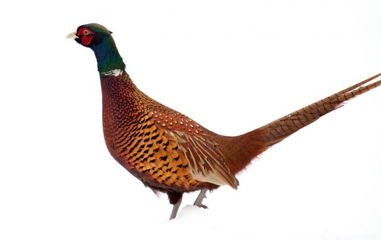 Free stock image of Wild Pheasant created by Pixabay