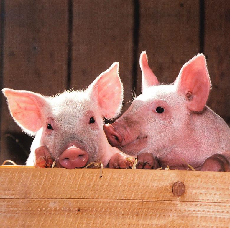 Free stock image of Pigs in the Farm created by Pixabay