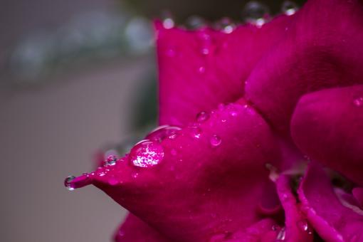 Free Stock Photo of Raindrops on the Flower