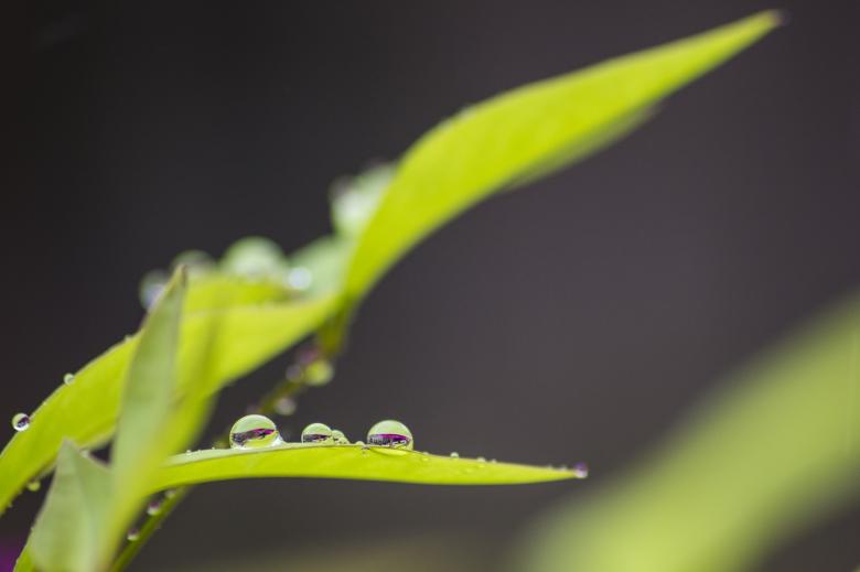 Free stock image of Rain Drops on the Plant created by Pixabay