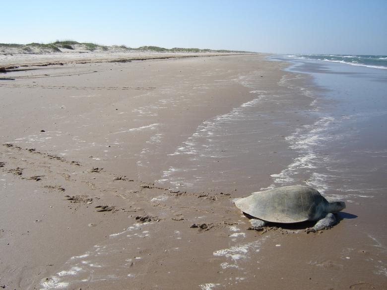 Free stock image of Sea Turtle created by Pixabay
