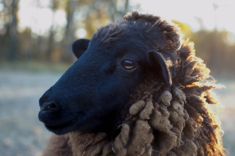 Free stock image of Sheep Closeup created by Pixabay
