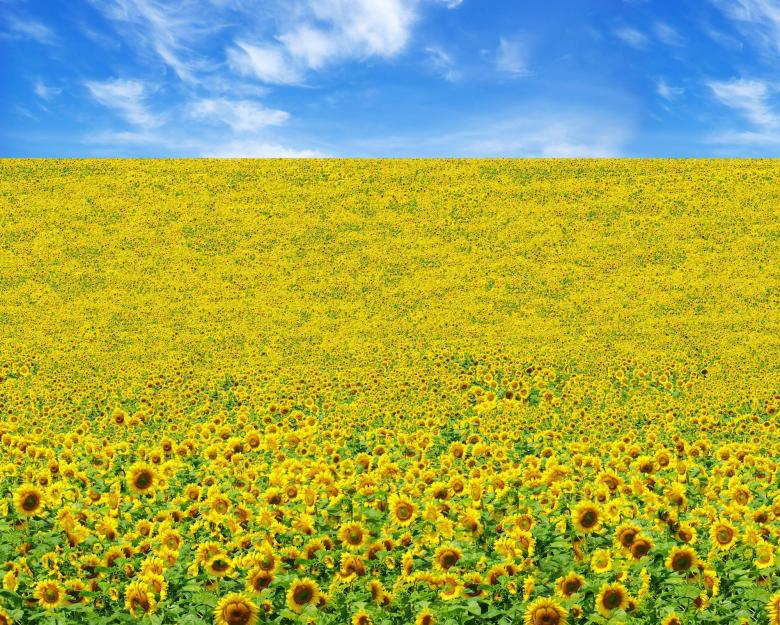 Free stock image of Sunflower Field created by Pixabay