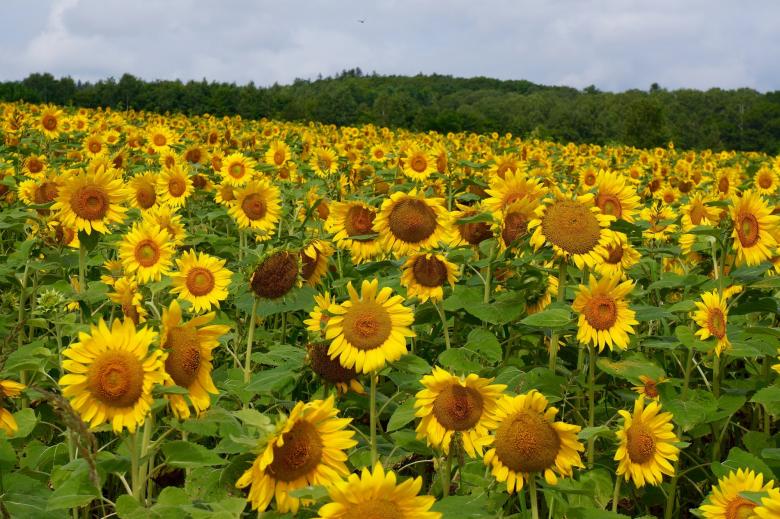 Free stock image of Sunflower Field created by Pixabay