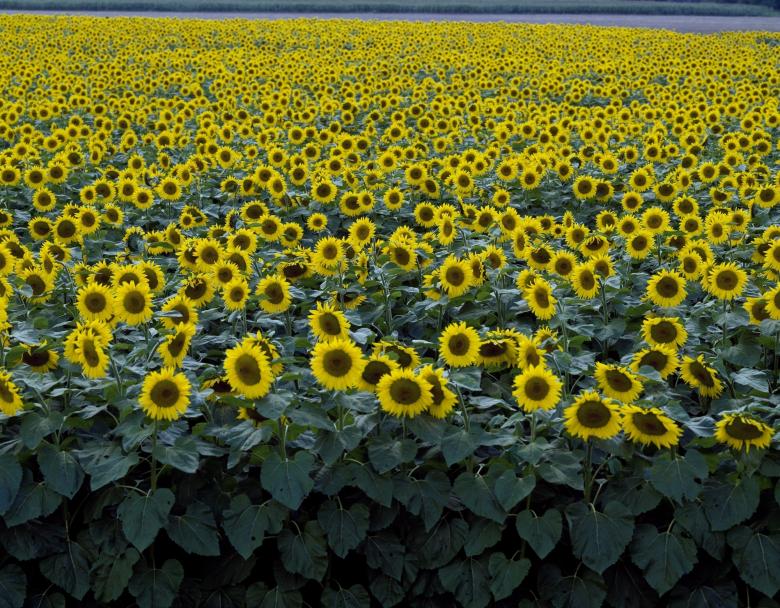 Free stock image of Sunflower Field created by Pixabay