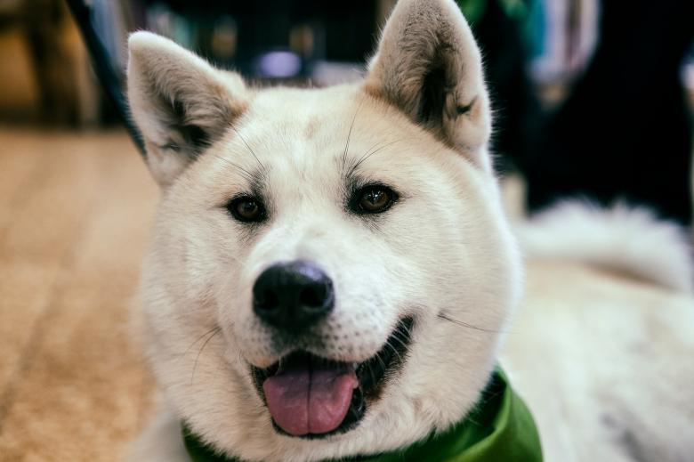 Free stock image of Akita Dog created by Pixabay