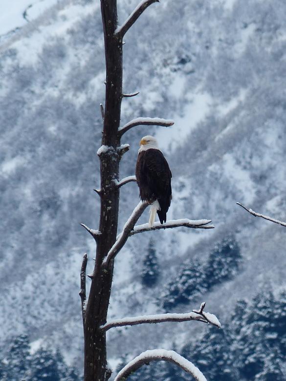 Free stock image of Bald Eagle created by Pixabay