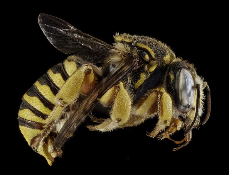 Free stock image of Bee Closeup created by Pixabay