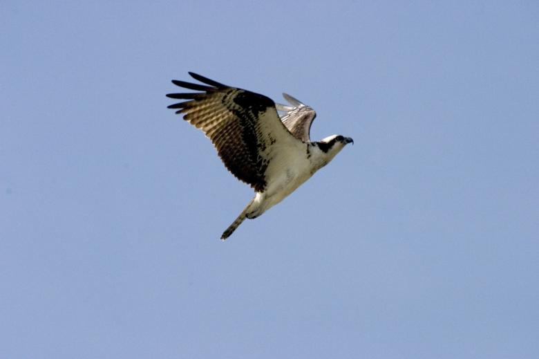 Free stock image of Flying Hawk created by Pixabay