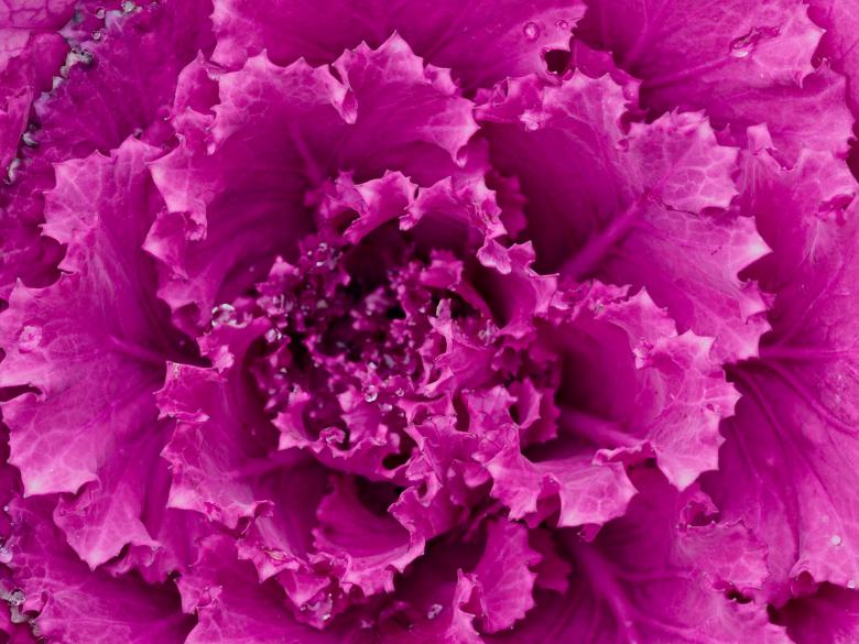 Free stock image of Purple Cabbage created by Pixabay