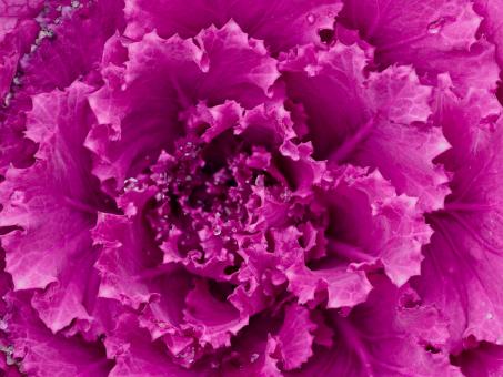 Purple Cabbage - Free Stock Photo