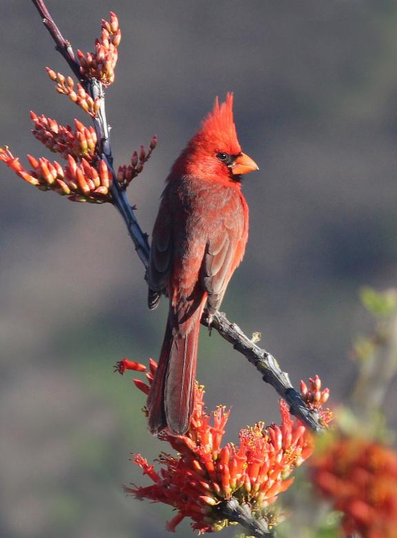 Free stock image of Northern Cardinal created by Pixabay