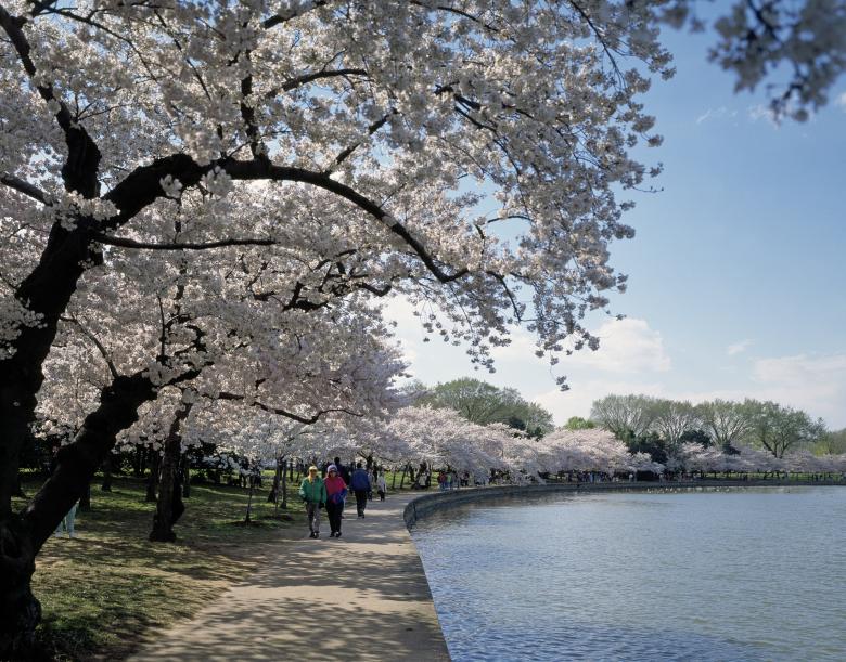 Free stock image of Cherry Trees created by Pixabay