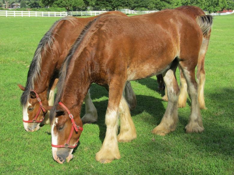 Free stock image of Clydesdale Farm created by Pixabay
