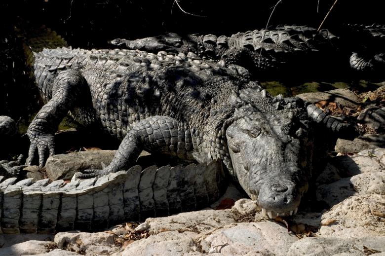 Free stock image of Saltwater Croc created by Pixabay