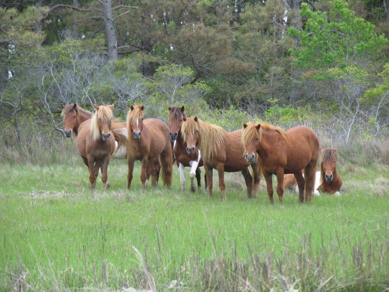Free stock image of Feral Horses created by Pixabay
