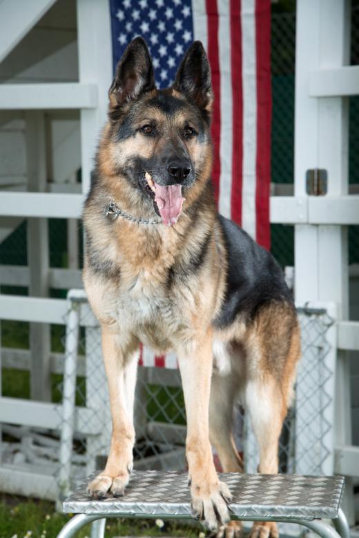 Free stock image of German Shepherd created by Pixabay