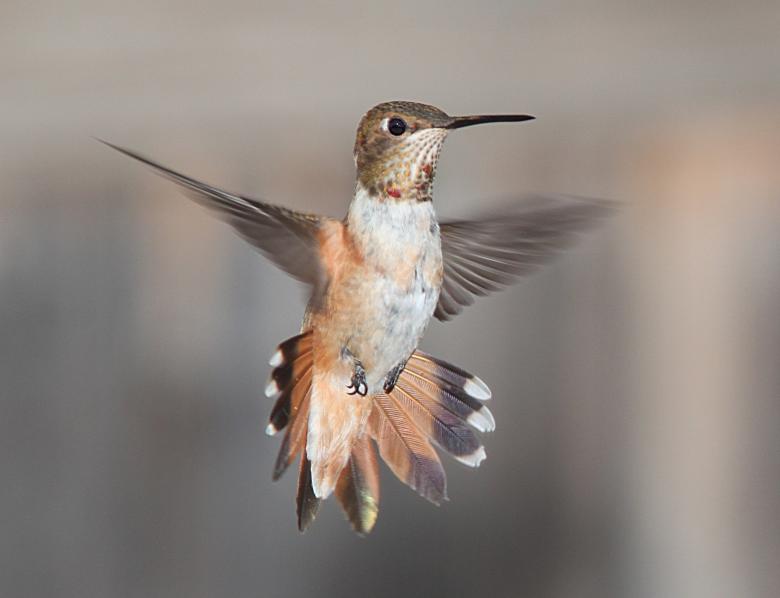 Free stock image of Flying Hummingbird created by Pixabay