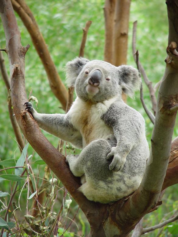 Free stock image of Koala on the Tree created by Pixabay
