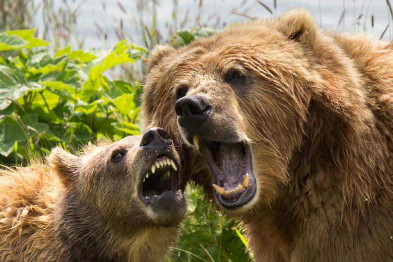 Free stock image of Kodiak Brown Bears created by Pixabay