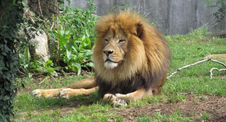 Free stock image of Wild Lion created by Pixabay