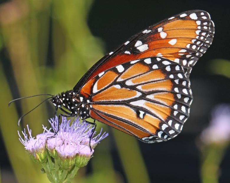 Free stock image of Monarch Butterfly created by Pixabay