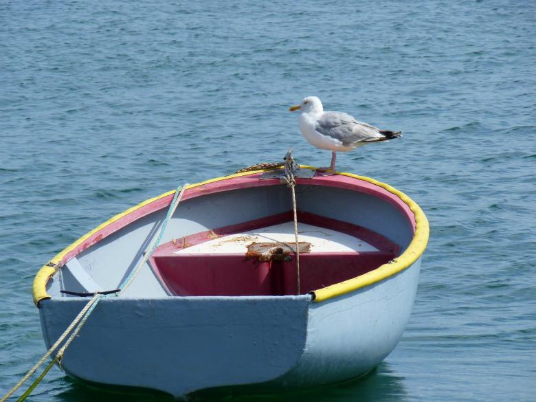 Free stock image of Seagull on the Boat created by Pixabay