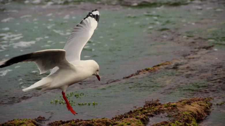 Free stock image of Seagull Landing created by Pixabay