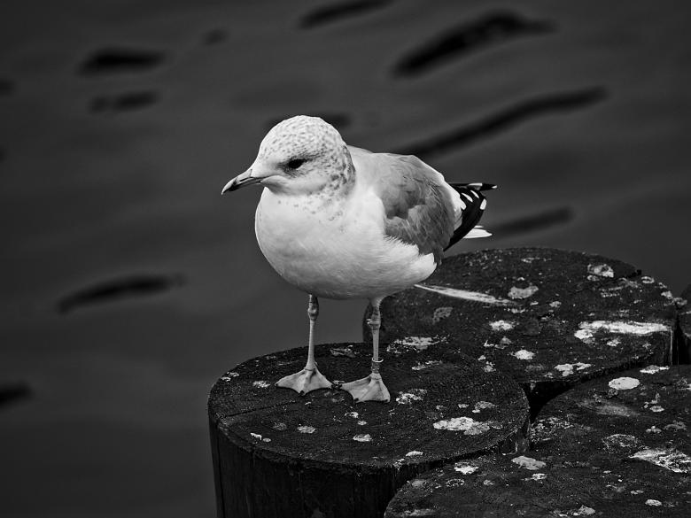 Free stock image of Seagull Resting created by Pixabay