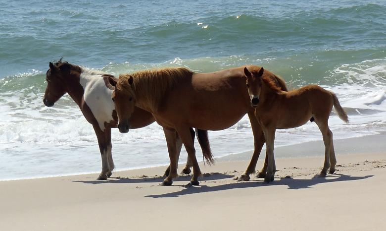 Free stock image of Wild Ponies created by Pixabay