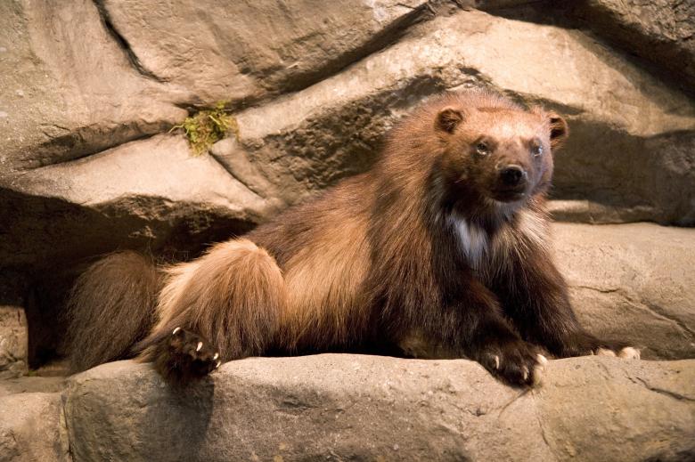 Free stock image of Brown Bear created by Pixabay