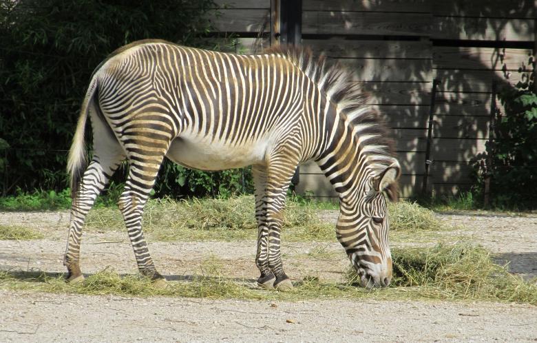 Free stock image of Zebra in the Zoo created by Pixabay