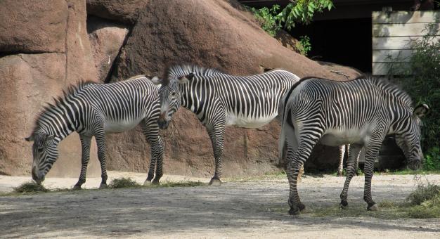 Free Stock Photo of Zebras in the Zoo