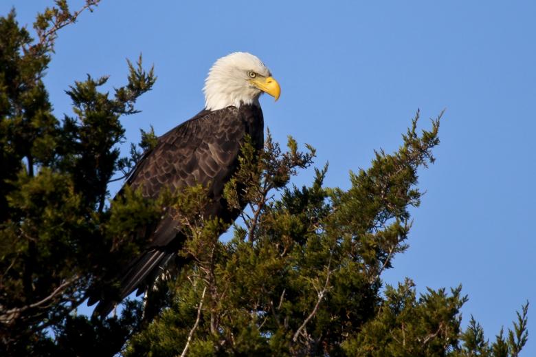 Free stock image of Bald Eagle created by Pixabay