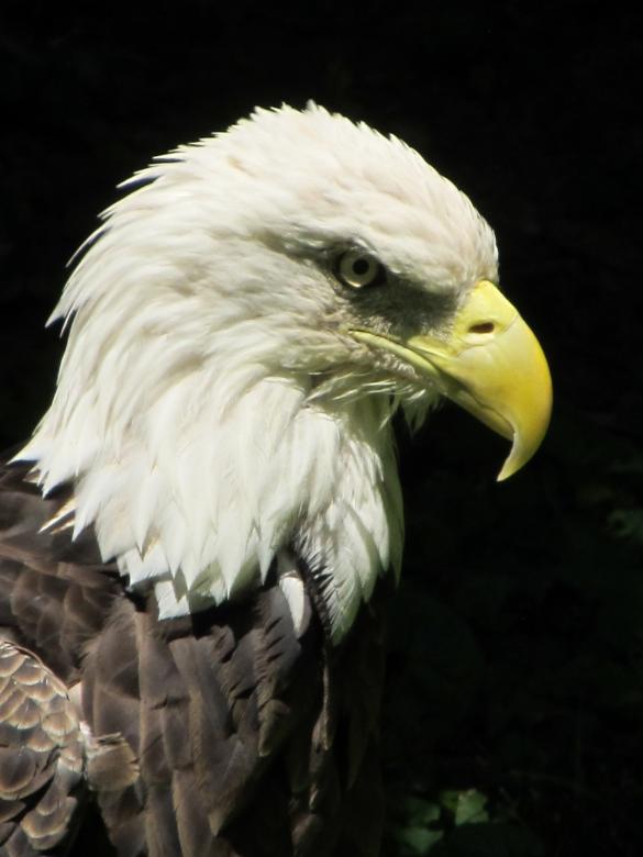 Free stock image of Bald Eagle created by Pixabay