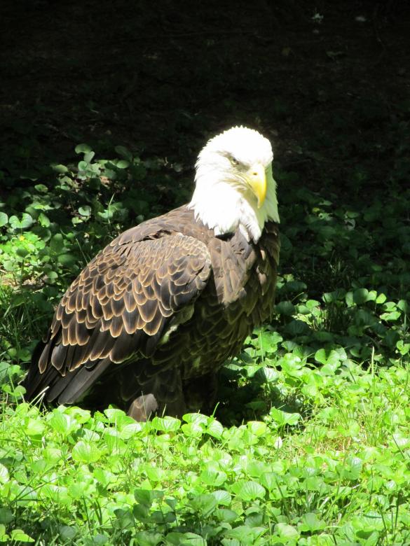 Free stock image of Bald Eagle created by Pixabay