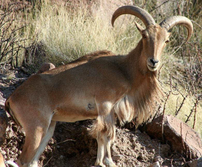 Free stock image of Barbary Sheep created by Pixabay