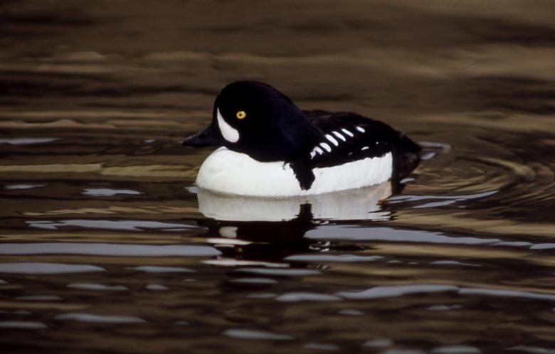 Free stock image of Barrows Goldeneye created by Pixabay