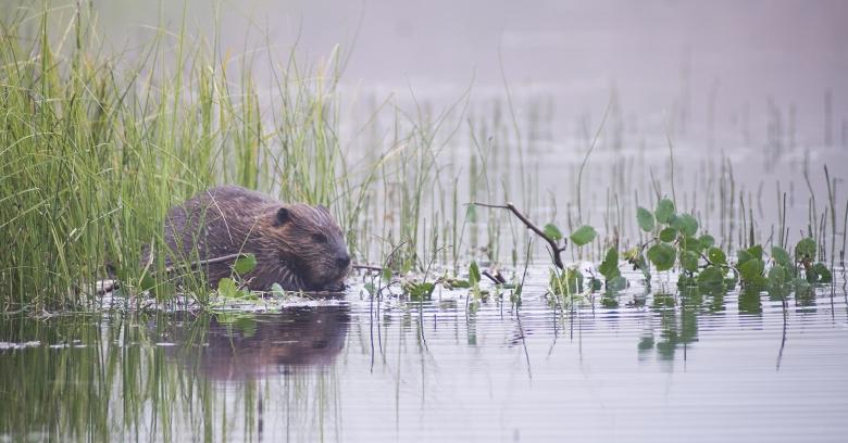 Free stock image of Beaver in the River created by Pixabay