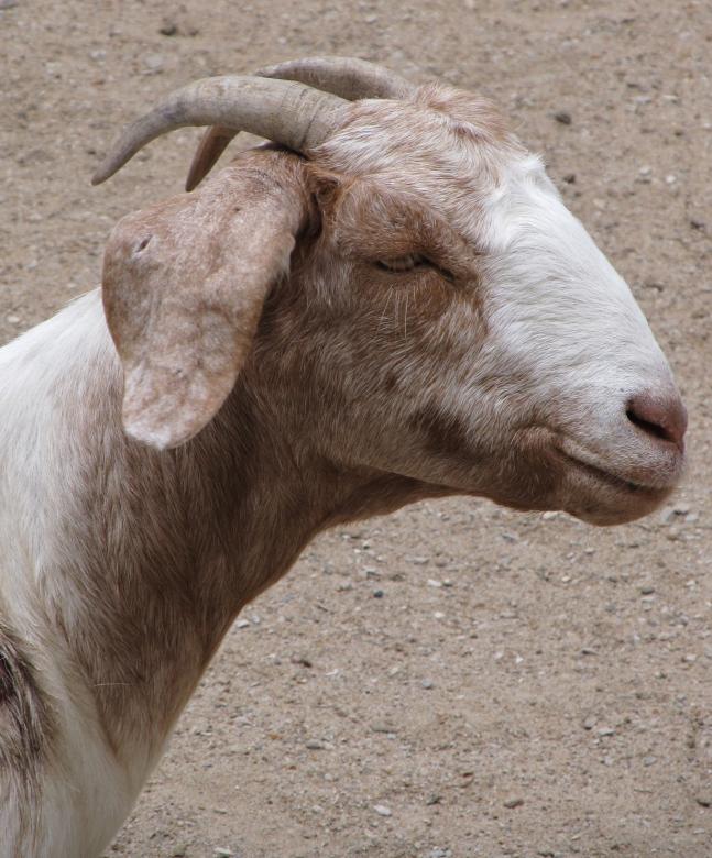 Free stock image of Billy Goat created by Pixabay
