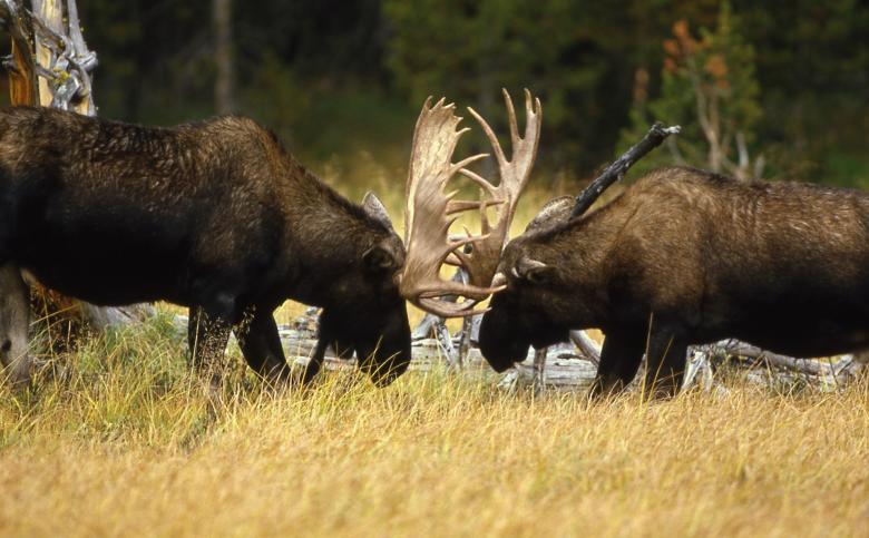 Free stock image of Bull Moose Fight created by Pixabay