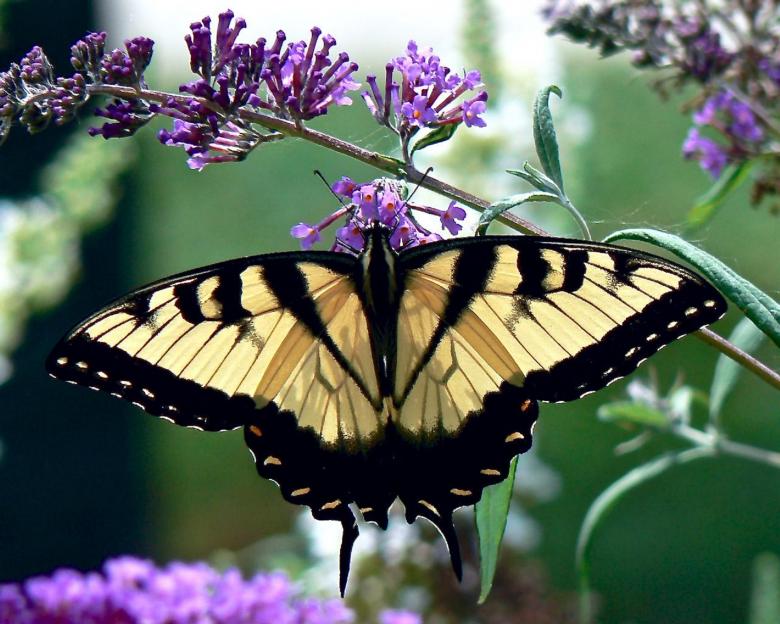 Free stock image of Butterfly in the Garden created by Pixabay