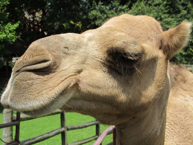 Free stock image of Camel Closeup created by Pixabay