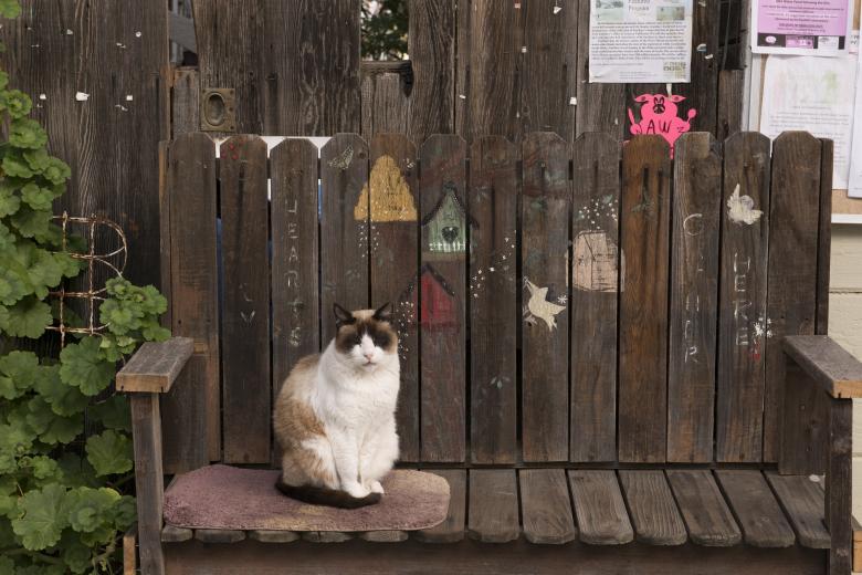 Free stock image of Pet Cat created by Pixabay