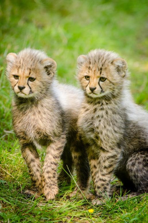 Free stock image of Cheetah Cubs created by Pixabay