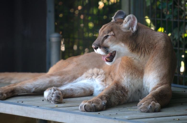 Free stock image of Wild Cougar created by Pixabay